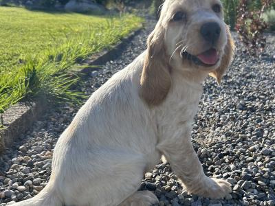 Blue Roan Cocker Spaniel puppies in Wexford