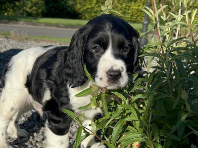Blue Roan Cocker Spaniel puppies in Wexford