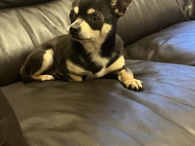 Max the Chihuahua