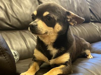 Max the Chihuahua