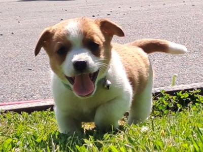Jack Russell puppies in Cork