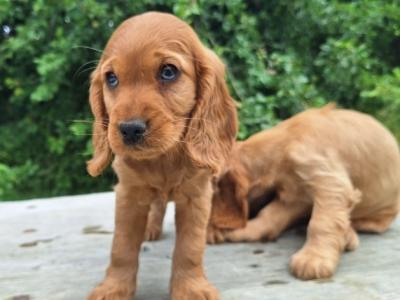 Golden Cocker Spaniel puppies  in Carlow €575