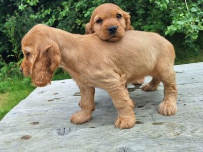Golden Cocker Spaniel puppies  in Carlow €575