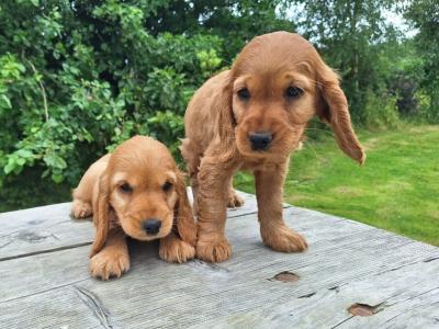 Golden Cocker Spaniel puppies  in Carlow €575