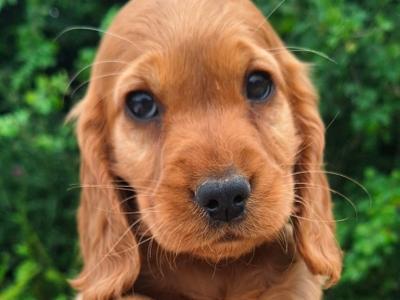 Golden Cocker Spaniel puppies  in Carlow €575