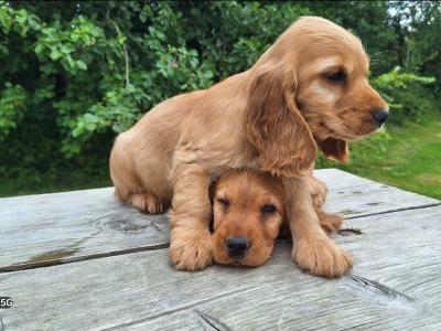Golden Cocker Spaniel puppies  in Carlow €575