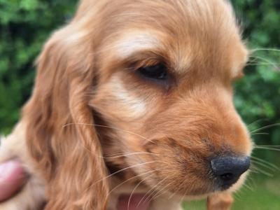 Golden Cocker Spaniel puppies  in Carlow €575