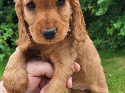Golden Cocker Spaniel puppies  in Carlow €575