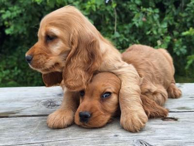Golden Cocker Spaniel puppies  in Carlow €575