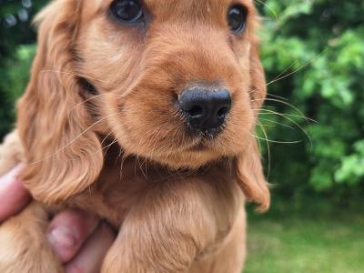 Golden Cocker Spaniel puppies  in Carlow €575