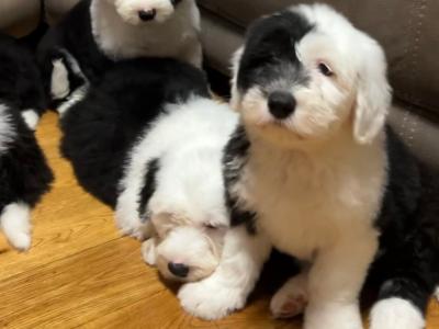 Health tested purebred IKC Registered Old English Sheepdog puppies for sale in Wexford