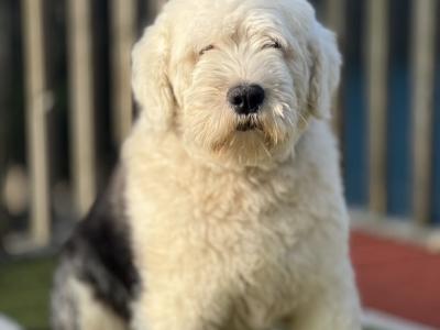 Health tested purebred IKC Registered Old English Sheepdog puppies for sale in Wexford