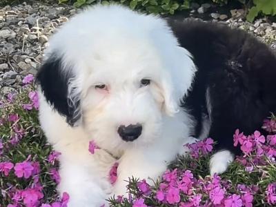 Health tested purebred IKC Registered Old English Sheepdog puppies for sale in Wexford