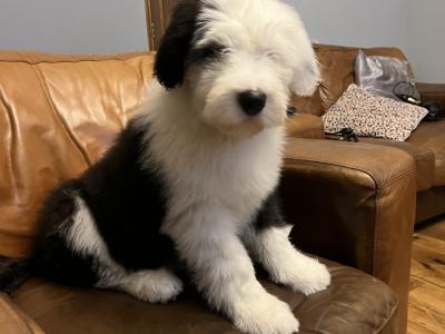 Health tested purebred IKC Registered Old English Sheepdog puppies for sale in Wexford