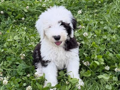 Health tested purebred IKC Registered Old English Sheepdog puppies for sale in Wexford