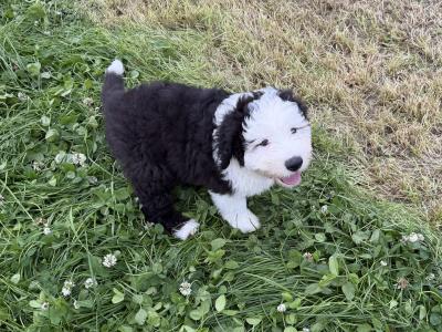 Health tested purebred IKC Registered Old English Sheepdog puppies for sale in Wexford