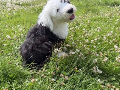 Health tested purebred IKC Registered Old English Sheepdog puppies for sale in Wexford