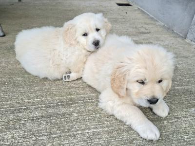 IKC Registered Golden Retriever puppies in Roscommon