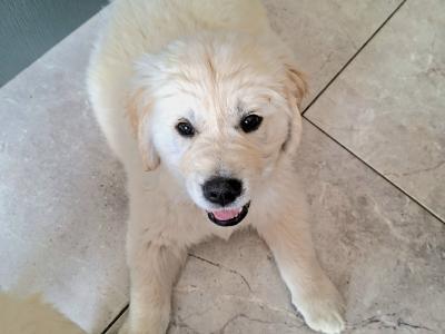 IKC Registered Golden Retriever puppies in Roscommon