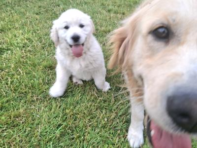 IKC Registered Golden Retriever puppies in Roscommon