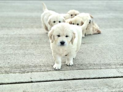 IKC Registered Golden Retriever puppies in Roscommon