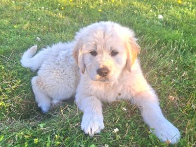 IKC Registered Golden Retriever puppies in Roscommon