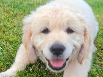 IKC Registered Golden Retriever puppies in Roscommon