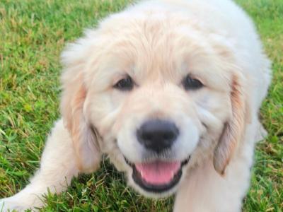 IKC Registered Golden Retriever puppies in Roscommon