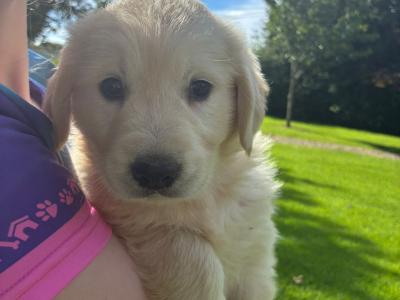 Beautiful Golden Retriever puppies in Laois