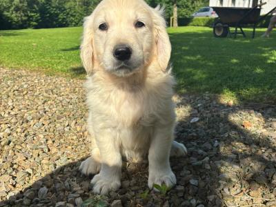 Beautiful Golden Retriever puppies in Laois
