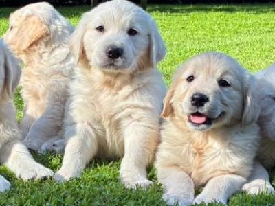 Beautiful Golden Retriever puppies in Laois