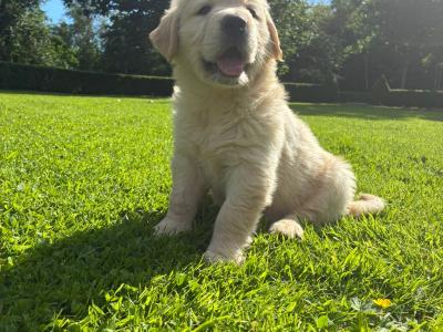 Beautiful Golden Retriever puppies in Laois