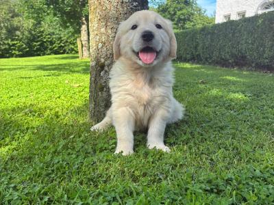 Beautiful Golden Retriever puppies in Laois