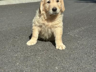 Beautiful Golden Retriever puppies in Laois
