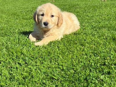 Beautiful Golden Retriever puppies in Laois