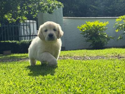 Beautiful Golden Retriever puppies in Laois