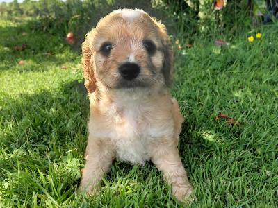Sproodle puppies in Kilkenny