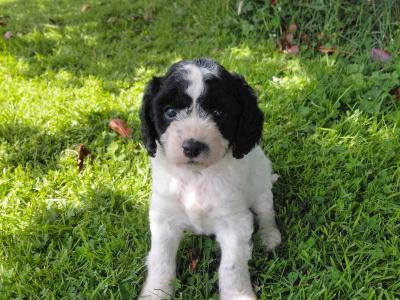 Sproodle puppies in Kilkenny