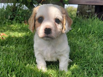 Sproodle puppies in Kilkenny