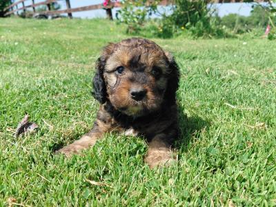 Sproodle puppies in Kilkenny