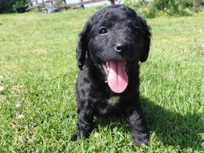 Sproodle puppies in Kilkenny