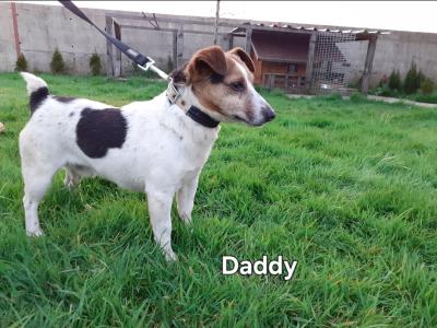 Jack Russell puppies in Kilkenny
