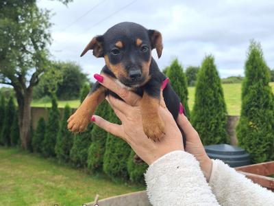 Jack Russell puppies in Kilkenny