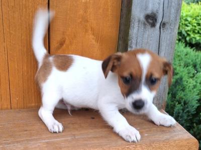 Jack Russell puppies in Kilkenny