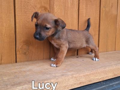 Jack Russell puppies in Kilkenny