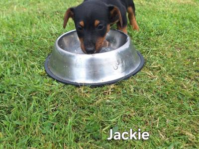 Jack Russell puppies in Kilkenny
