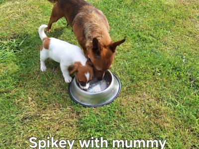 Jack Russell puppies in Kilkenny