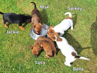 Jack Russell puppies in Kilkenny