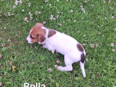 Jack Russell puppies in Kilkenny