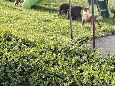 Border Collie puppies for sale in Dublin